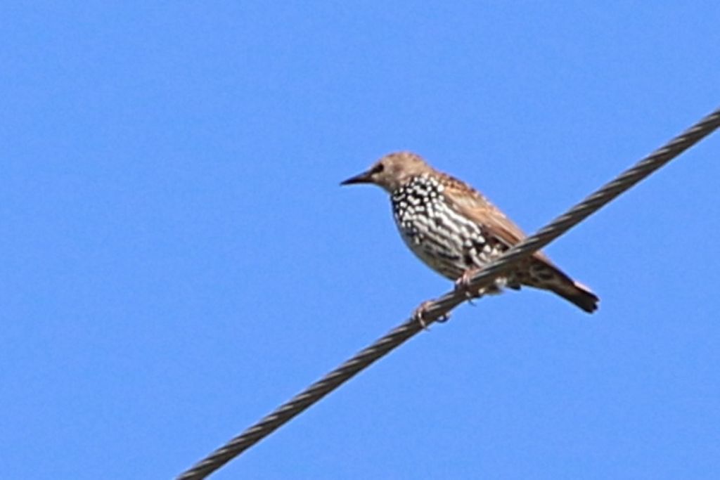 Identificazione: giovani Storni (Sturnus vulgaris)